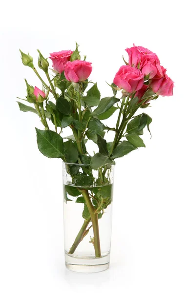 Ramo de rosas rosadas sobre un fondo blanco —  Fotos de Stock