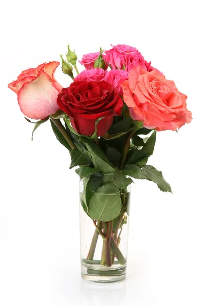 Bouquet of pink roses on a white background — Stock Photo, Image