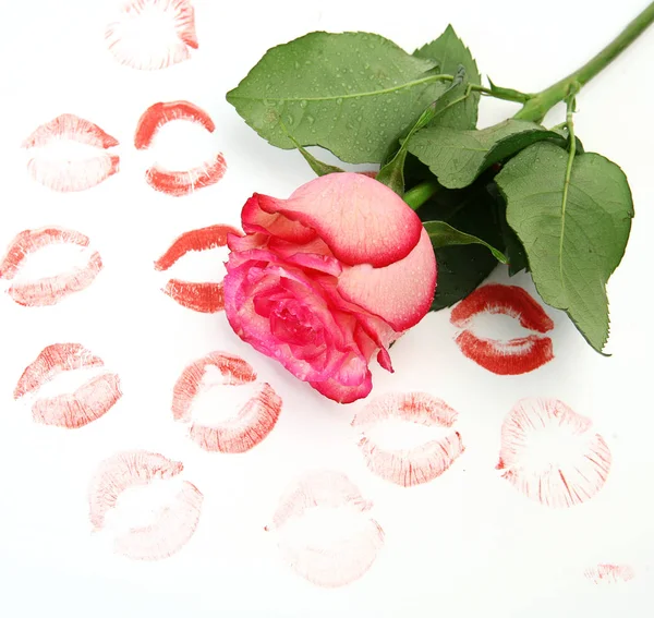 pink rose and lip prints on white background