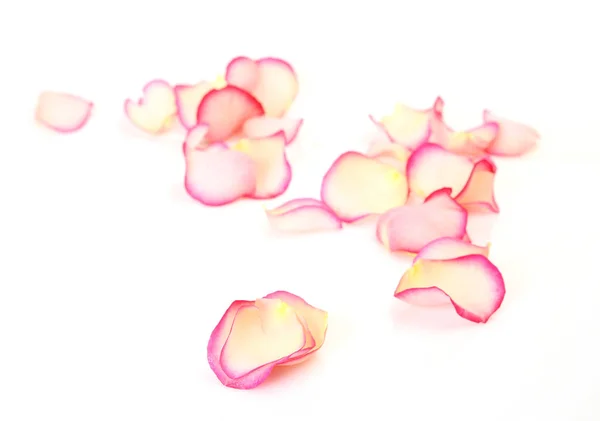 Пелюстки троянд на білому тлі — стокове фото