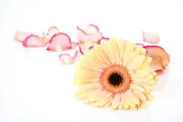 Bellissimo fiore e petali di rosa su fondo bianco — Foto Stock