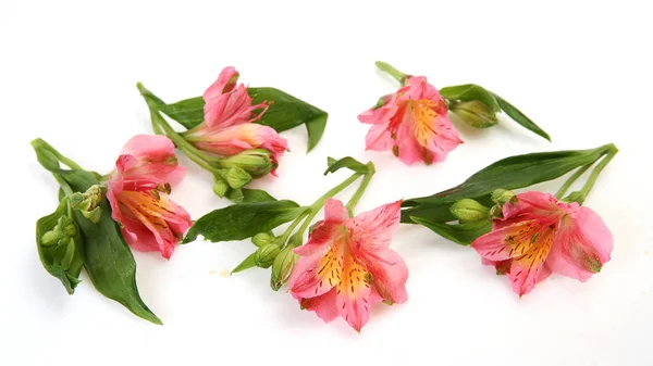 Pink flowers on white background — Stock Photo, Image