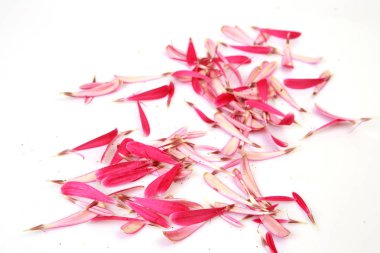 Pembe çiçek ve beyaz arka plan üzerinde şerit