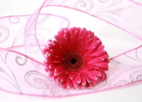 pink flower and ribbon on white background