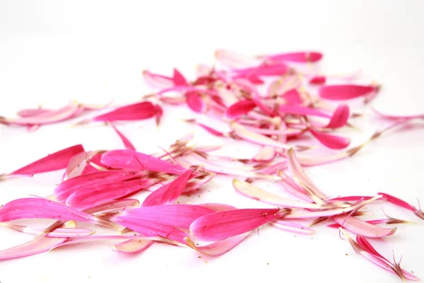 Розовые лепестки цветов на белом фоне — стоковое фото