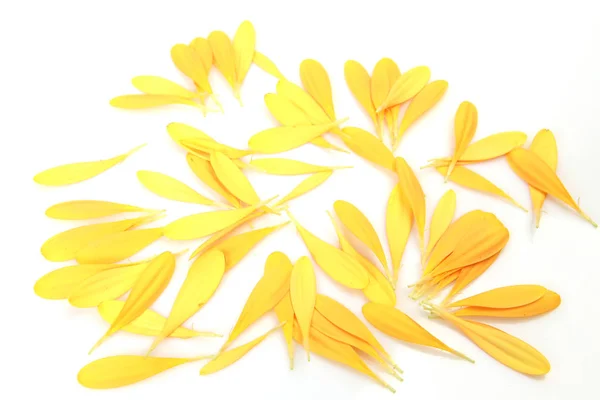 Лепестки желтого цветка на белом фоне — стоковое фото