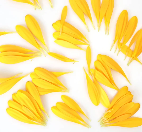 Пелюстки жовтої квітки на білому тлі — стокове фото