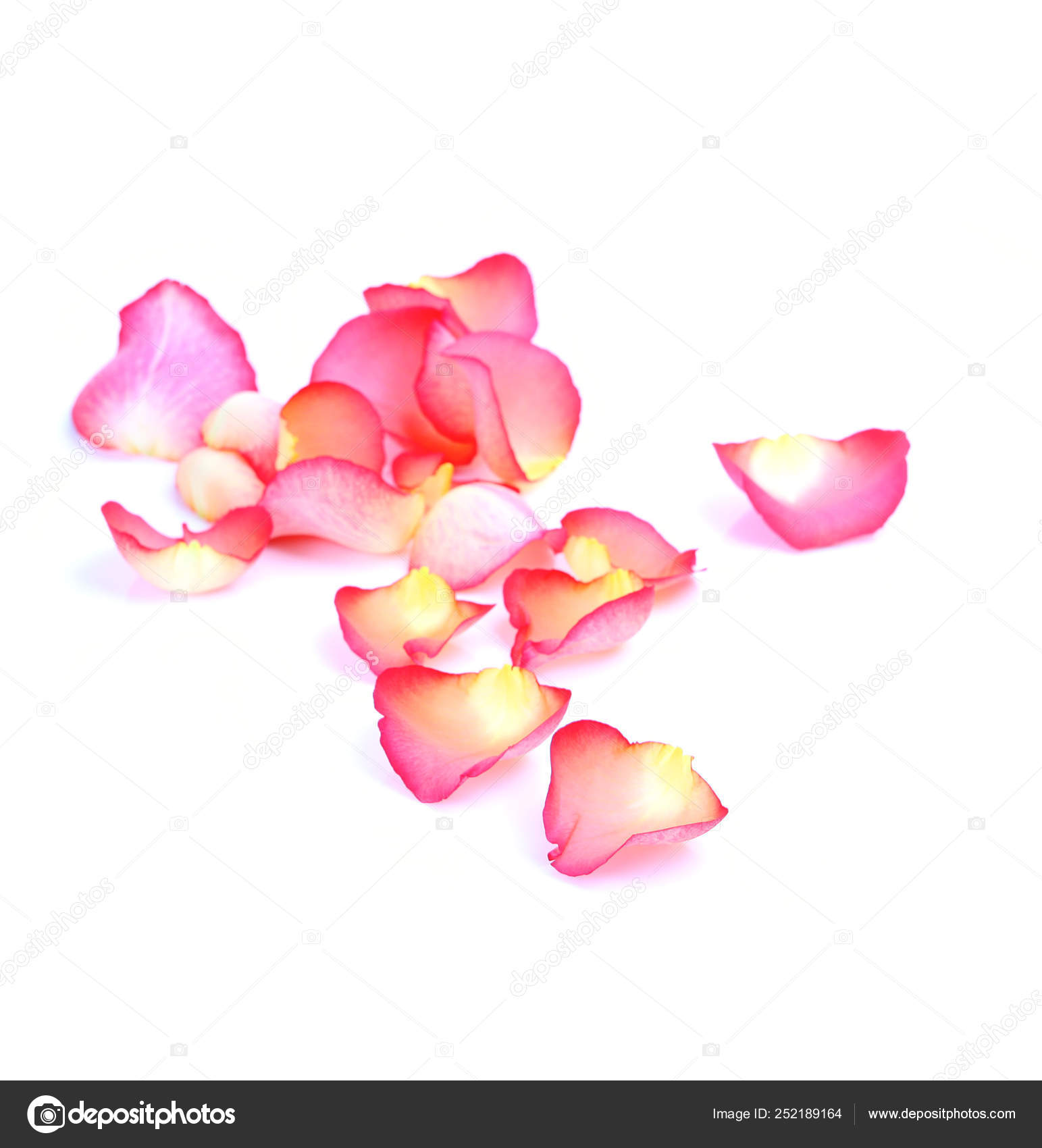 花びら写真素材 ロイヤリティフリー花びら画像 Depositphotos