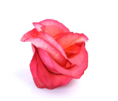 Beyaz arka planda gül yaprakları