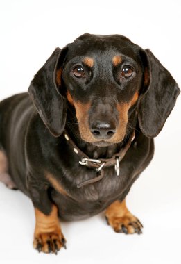 Beyaz arkaplanda siyah dachshund