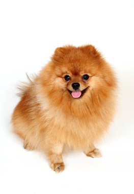 beyaz arkaplanda kırmızı köpek