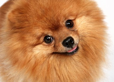 Akıllı gözler ile kabarık köpek