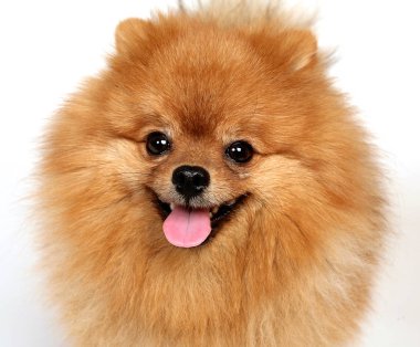 beyaz arkaplanda kırmızı köpek