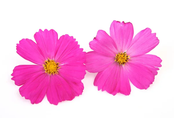 白地にピンクの花 — ストック写真