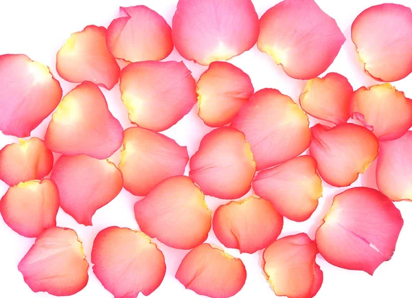 Rose Petals White Background — Stock Photo, Image