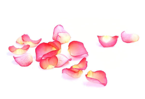 Pétalos de rosa sobre un fondo blanco — Foto de Stock
