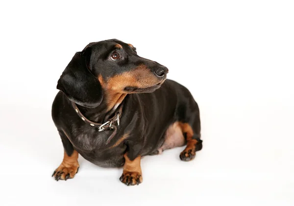 Dachshund Preto Sobre Fundo Branco — Fotografia de Stock