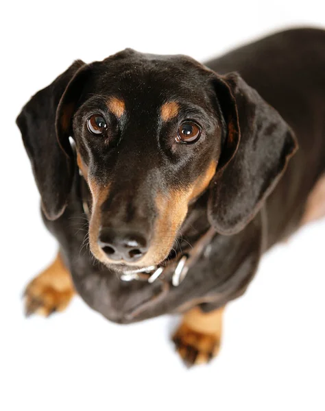 Dachshund preto sobre um fundo branco — Fotografia de Stock