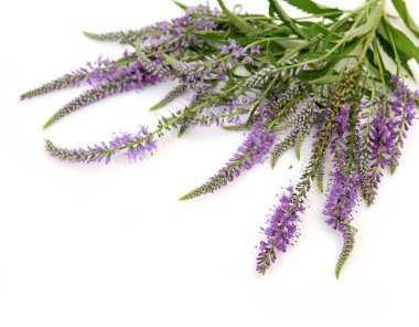 beyaz arkaplanda mor çiçekler