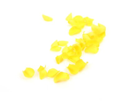 beyaz zemin üzerine Sarı gül yaprakları