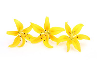 Beyaz arka planda sarı zambak