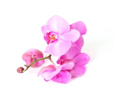 Beyaz arkaplanda pembe orkide
