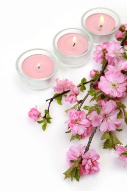 beyaz bir arka planda Sakura ve pembe mumlar çiçekli şube