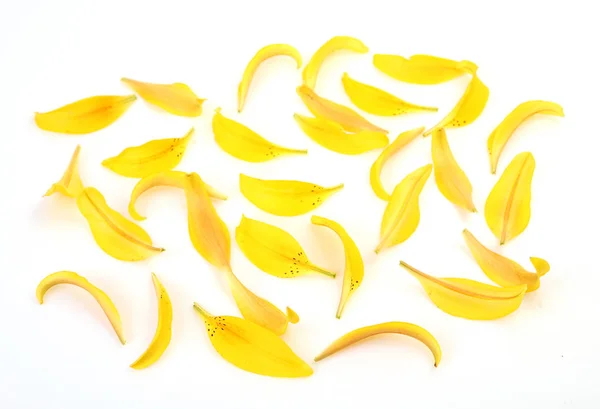 Πέταλα Από Ένα Κίτρινο Κρίνο Λευκό Φόντο — Φωτογραφία Αρχείου