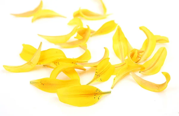 白色背景上的黄色百合花瓣 — 图库照片