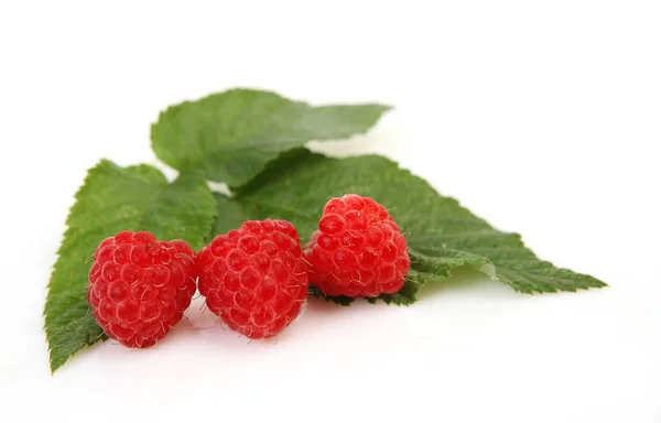 Ripe Raspberry Green Leaves — Stock Photo, Image