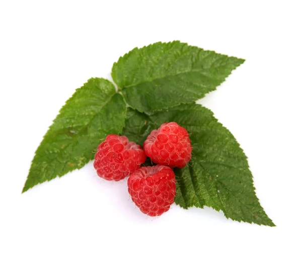 Ripe Raspberry Green Leaves — Stock Photo, Image