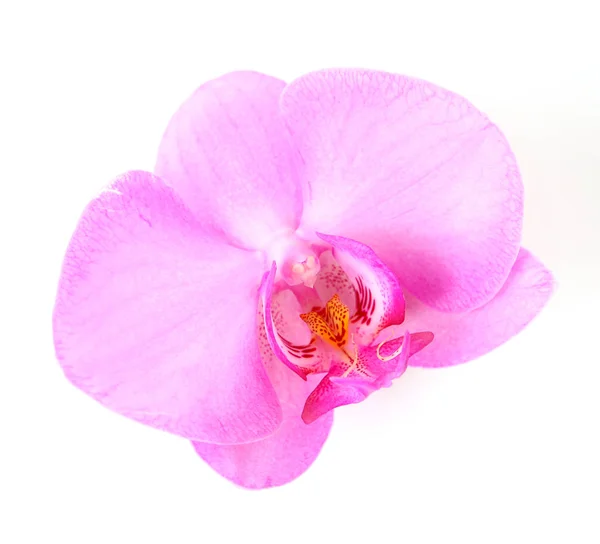 Orchidea Rosa Sfondo Bianco — Foto Stock