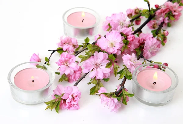 樱花花枝和粉红色的蜡烛在白色的背景 — 图库照片