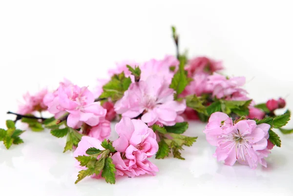 Bloeiende Tak Van Sakura Een Witte Achtergrond — Stockfoto