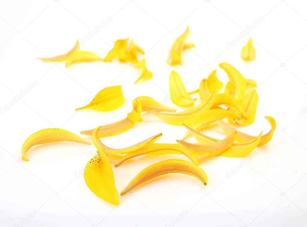 petals of a yellow lily on a white background