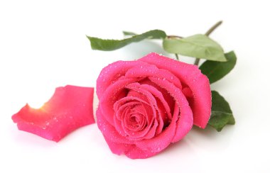 Beyaz arkaplanda pembe gül