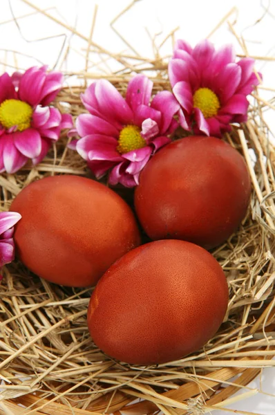 Colored eggs and pink flowers — Stock Photo, Image