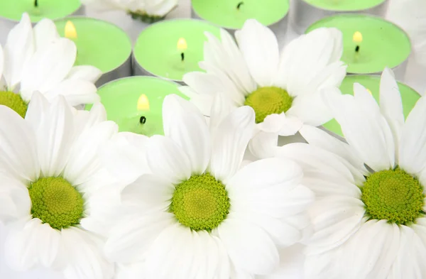 White flowers and green candles — 스톡 사진