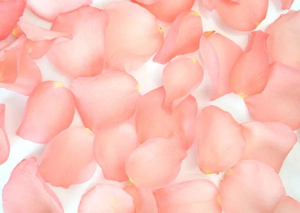 Pétales de rose rose pour décor — Photo