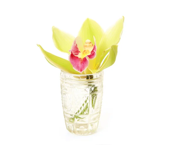 Gele Orchidee Glas Witte Achtergrond — Stockfoto