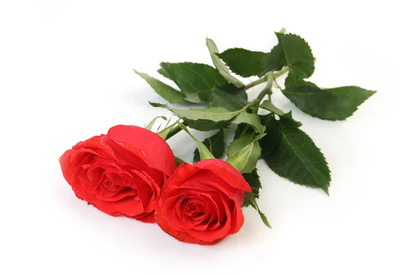 白色背景上的两朵红玫瑰花 — 图库照片