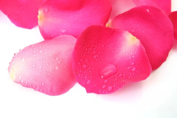 Rosa Pétalos Con Gotas Aisladas Sobre Fondo Blanco — Foto de Stock