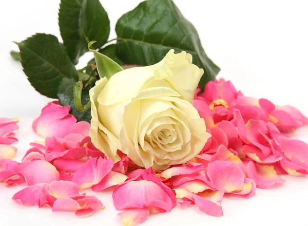 Yellow Rose Pink Rose Petals White — Stock Photo, Image