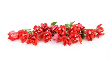beyaz arkaplanda izole kırmızı çiçekler