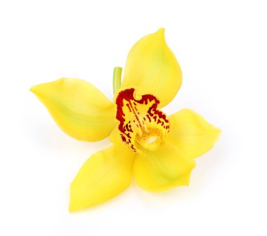Beyaz arkaplanda sarı orkide
