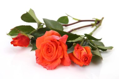 Beyaz arkaplanda bir buket gül