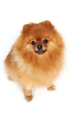 beyaz arka plan üzerinde kırmızı kabarık spitz köpek