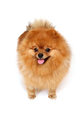 beyaz arka plan üzerinde kırmızı kabarık köpek