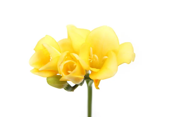 Beyaz Arka Planda Sarı Çiçeklerkırılmış Görünümü — Stok fotoğraf