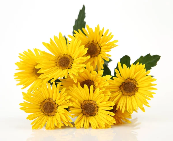 Strauß Gelber Blumen Auf Weißem Hintergrund — Stockfoto